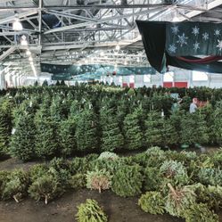 Real Christmas Trees (Fresh-Cut Noble Fir)