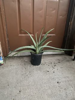 Aloe Vera