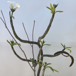 Bonsai Style Yellow And White Plumeria With Seed Pods