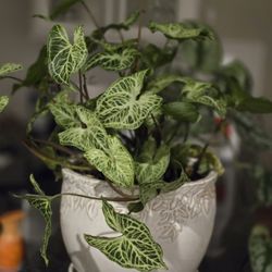 Houseplants