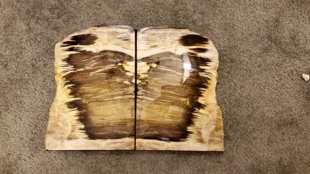 Petrified Wood Book Ends 