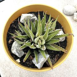 Succulent 