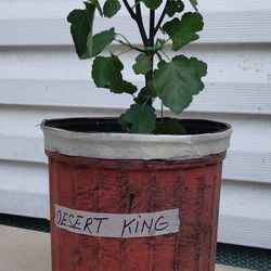 Fig Tree Plant (Dessert King)
