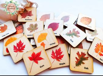 Wooden Apple Anatomy puzzle