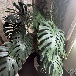 5 years old monstera deliciosa
