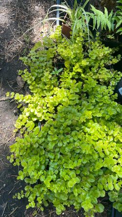 Golden creeping jenny
