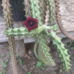 Red Dragon Huernia Succulent 