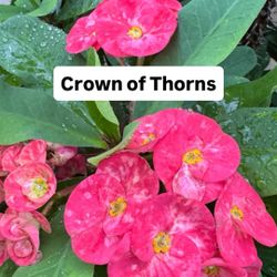 🌵 Plant: Crown of Thorns