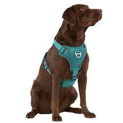 Harness Medium - Arcadia Trai