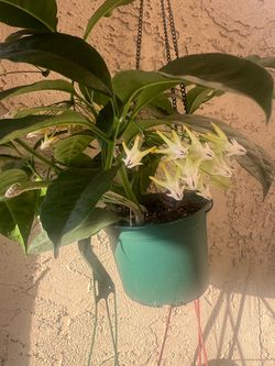 Hoya multiflora