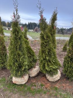 5’-6’ Arborvitae