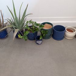  Large Plant & Home Decor Moving Bundle - 10+ Pieces!