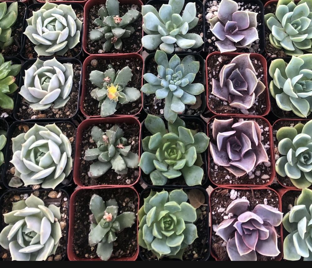 Succulent Plants and Arrangements in Covina