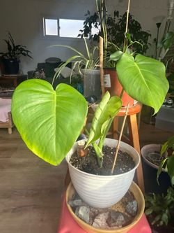 Monstera Plant