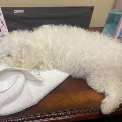 Maltipoo