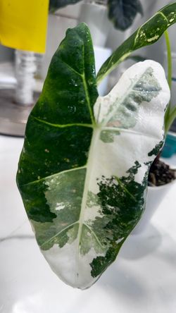 Alocasia Frydek Albo