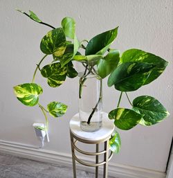 Indoor plant with vase