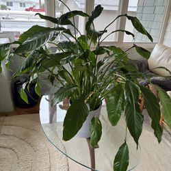 Peace Lily House Plant 