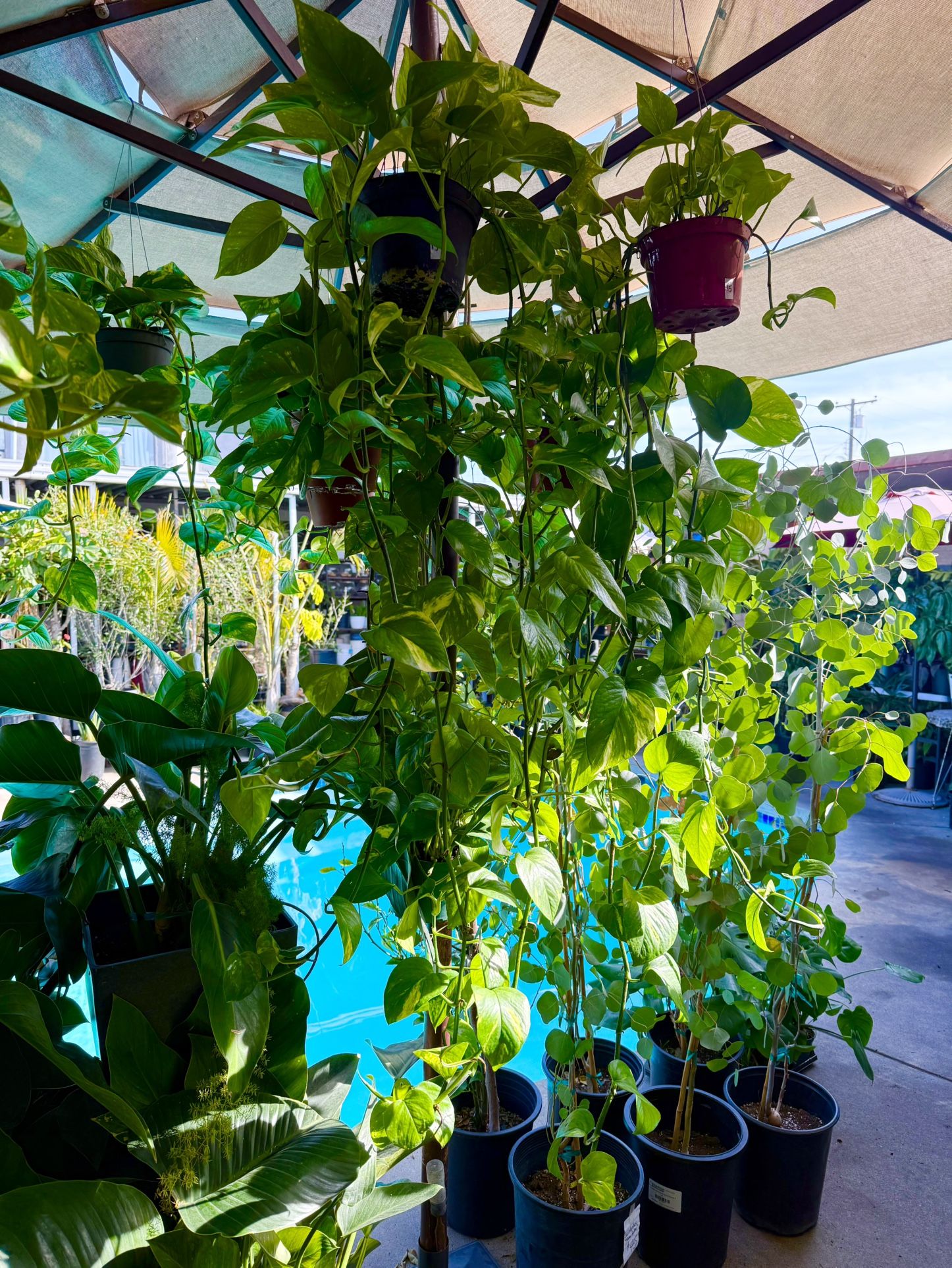 Plants (6”pot🌿Golden pothos $15 each)