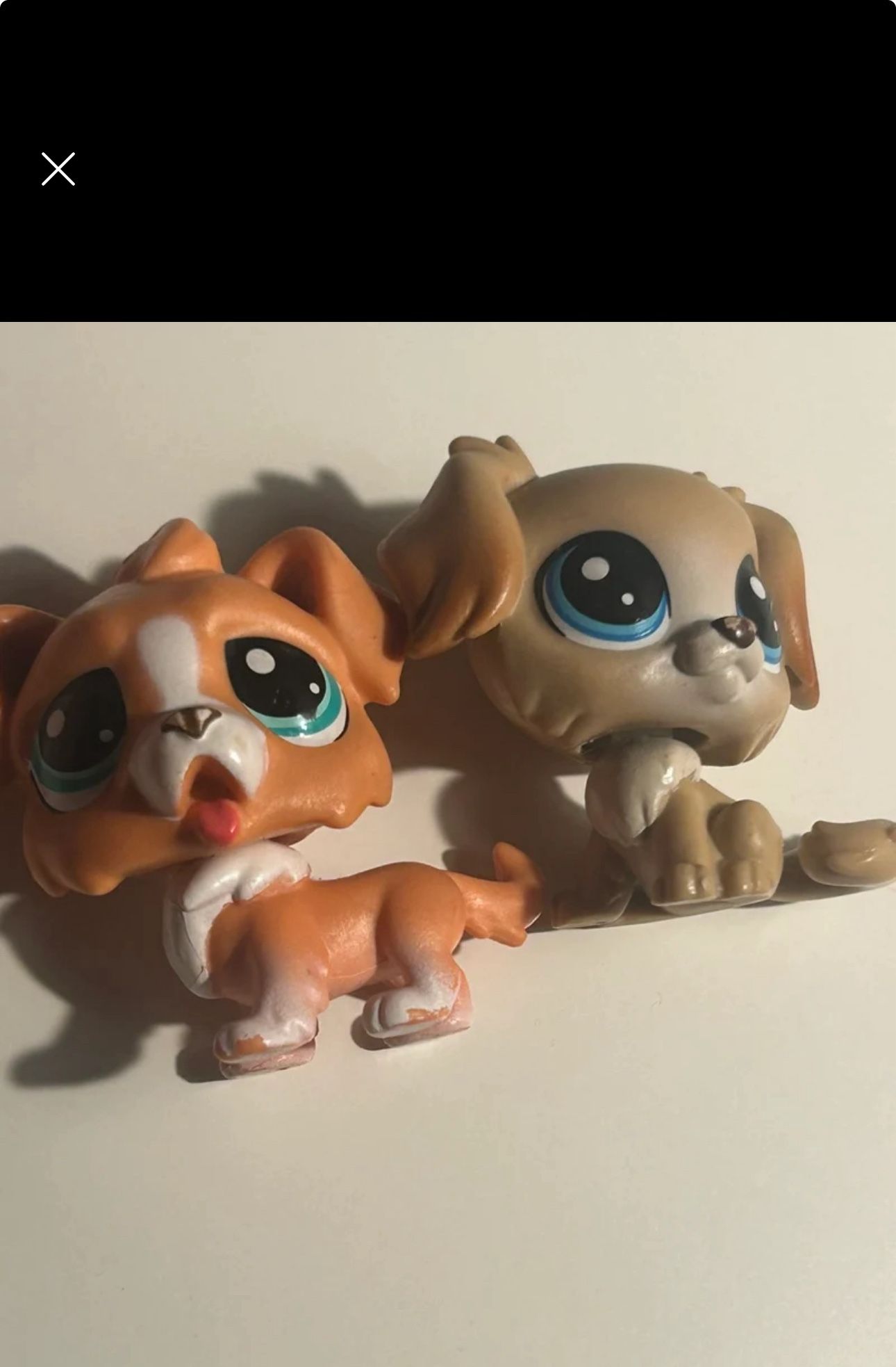 LPS dogs
