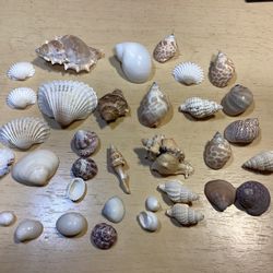 Collection Of 37 Seashells 