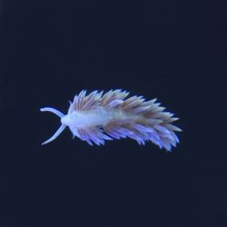 Toy berghia nudibranch eating aiptasia