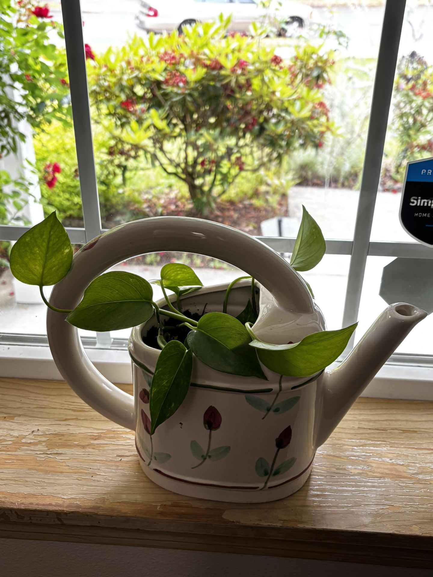 Pothos In Ceramic Pot