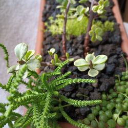 Terracotta And Succulents Plant.