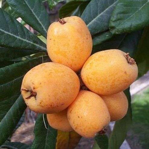 Huge Loquat Tree