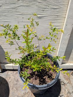 Pomegranate "Parfianka" variety