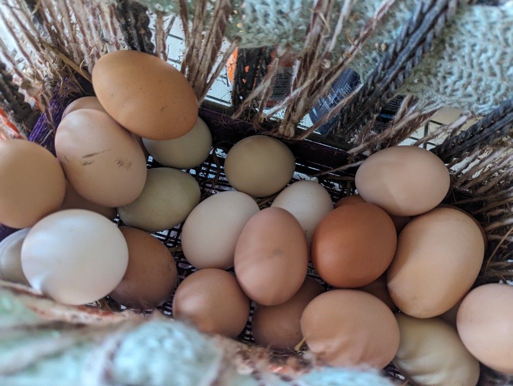 Eggs Eggs Eggs