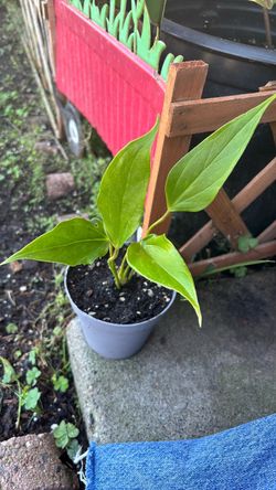 young pink anthurium