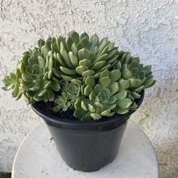 1.5 Gallon Pot Succulent Plant - Echeveria Chihuahuaensis - Cat’s Claw Echeveria - Rooted & Established Plant - Drought Resistant - 🪴