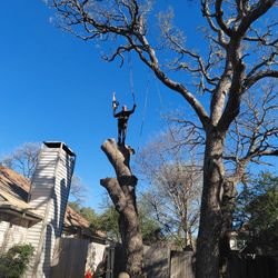 Se Hacen Trabajo De Árboles Estimado Gratis 