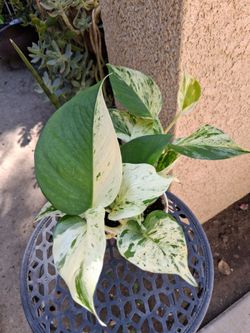 RARE. Pothos RICOTTA Plant $23