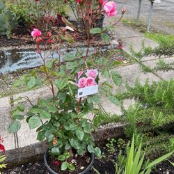 Rosas Plantas 
