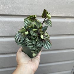 4” Peperomia Picollo Banda