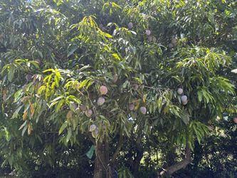 Organic Mangoes $2 Each Or 3 for 5