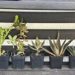 bundle of 5 succulent plants in two inch pots