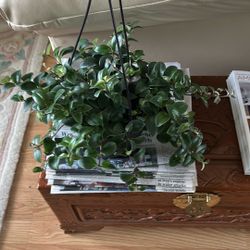 Lipstick Hanging Basket