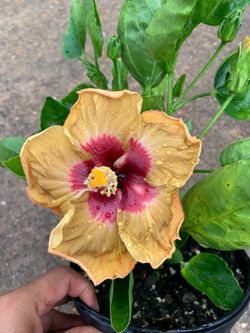 Hibiscus Cajun chocolate lmp plant