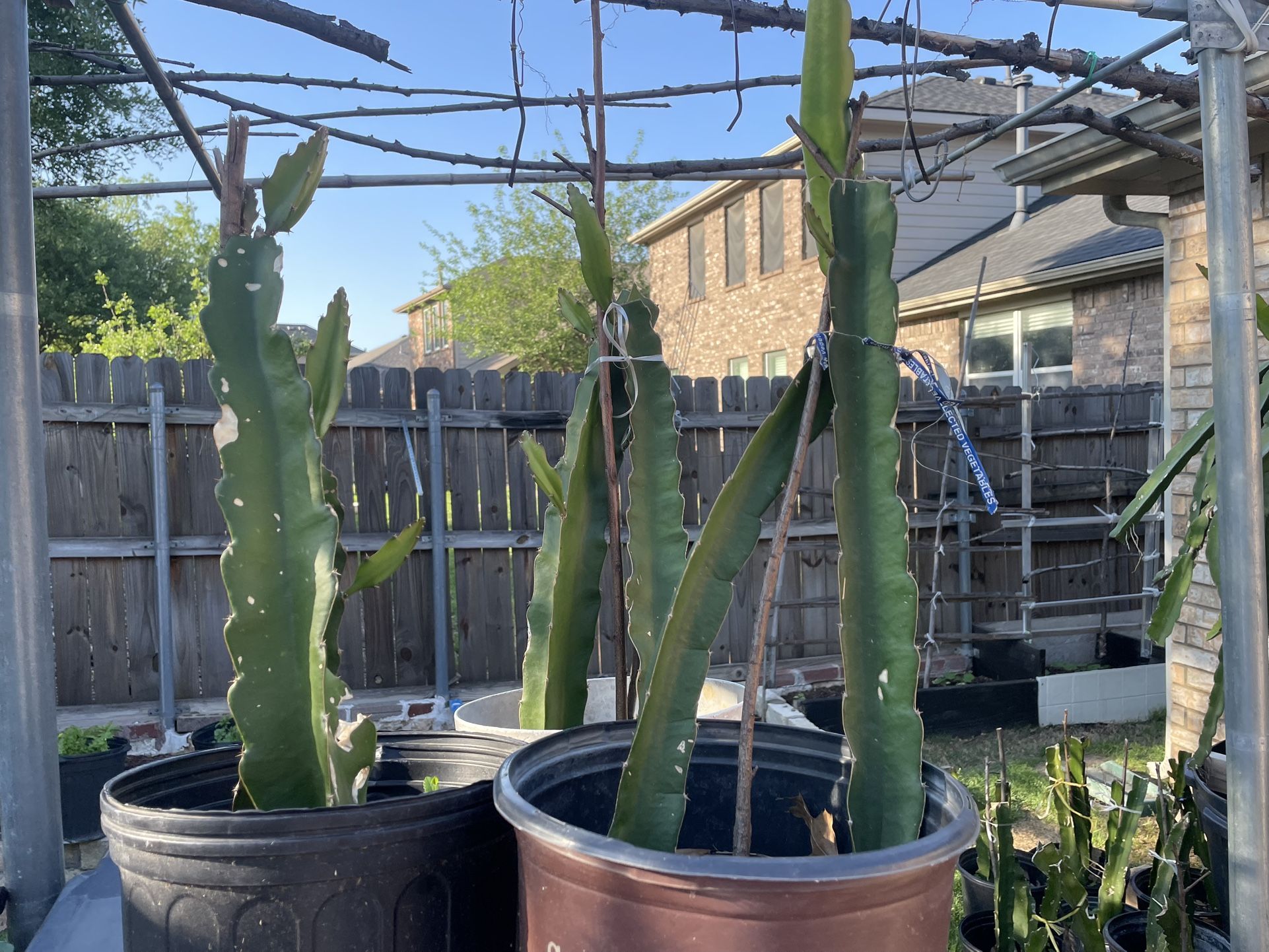 Dragonfruit Plants