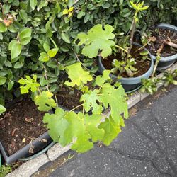 Fig Tree In A Pot Decorative 
