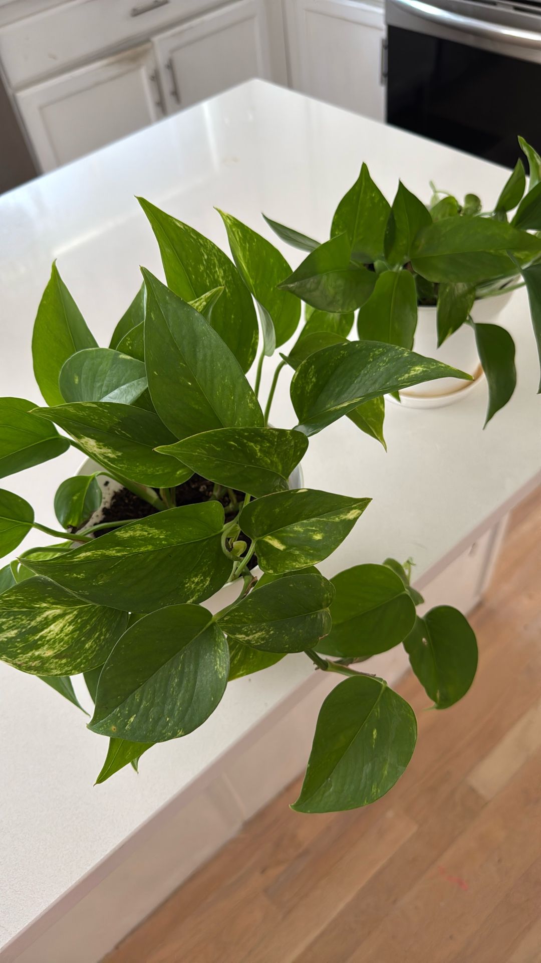 Pothos Plants In 6 Inch White Pot
