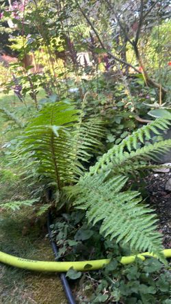 Fern