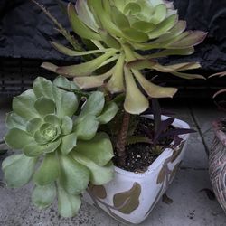 Beautiful Succulent Planter