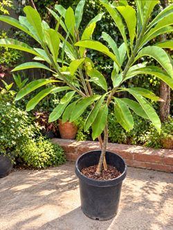 Hawaiian Lei Flower Tree.