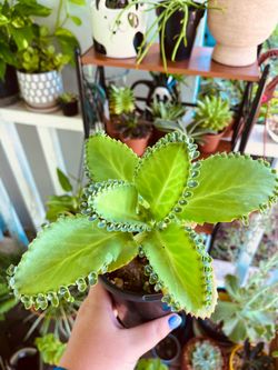 Mother of Thousands