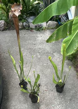 Carnivorous Plants Pitcher Plants (good For Gnats And Other Bugs