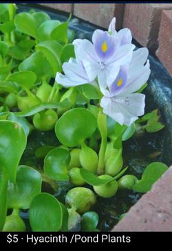 Water plants $5.00 each